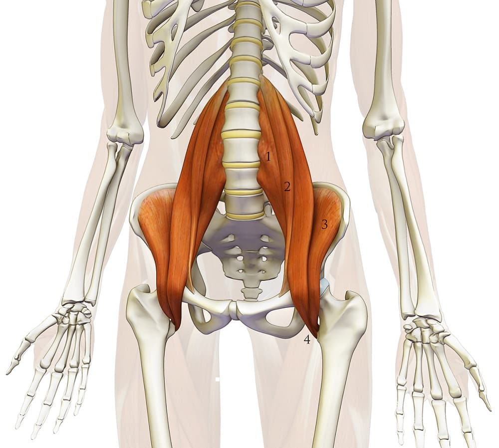The Psoas Musclewhat And Where Is That Set Physical Therapy