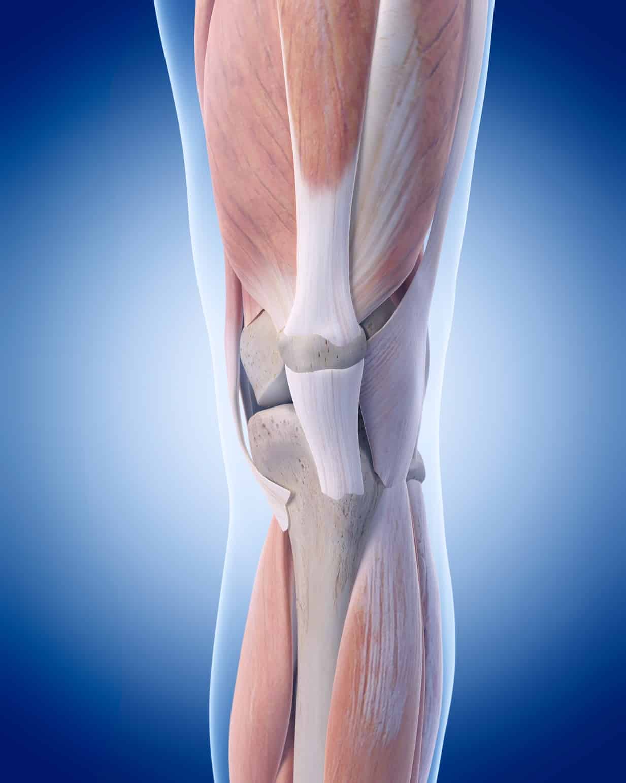 acl-structure-and-function-set-physical-therapy