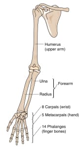 shoulder joint